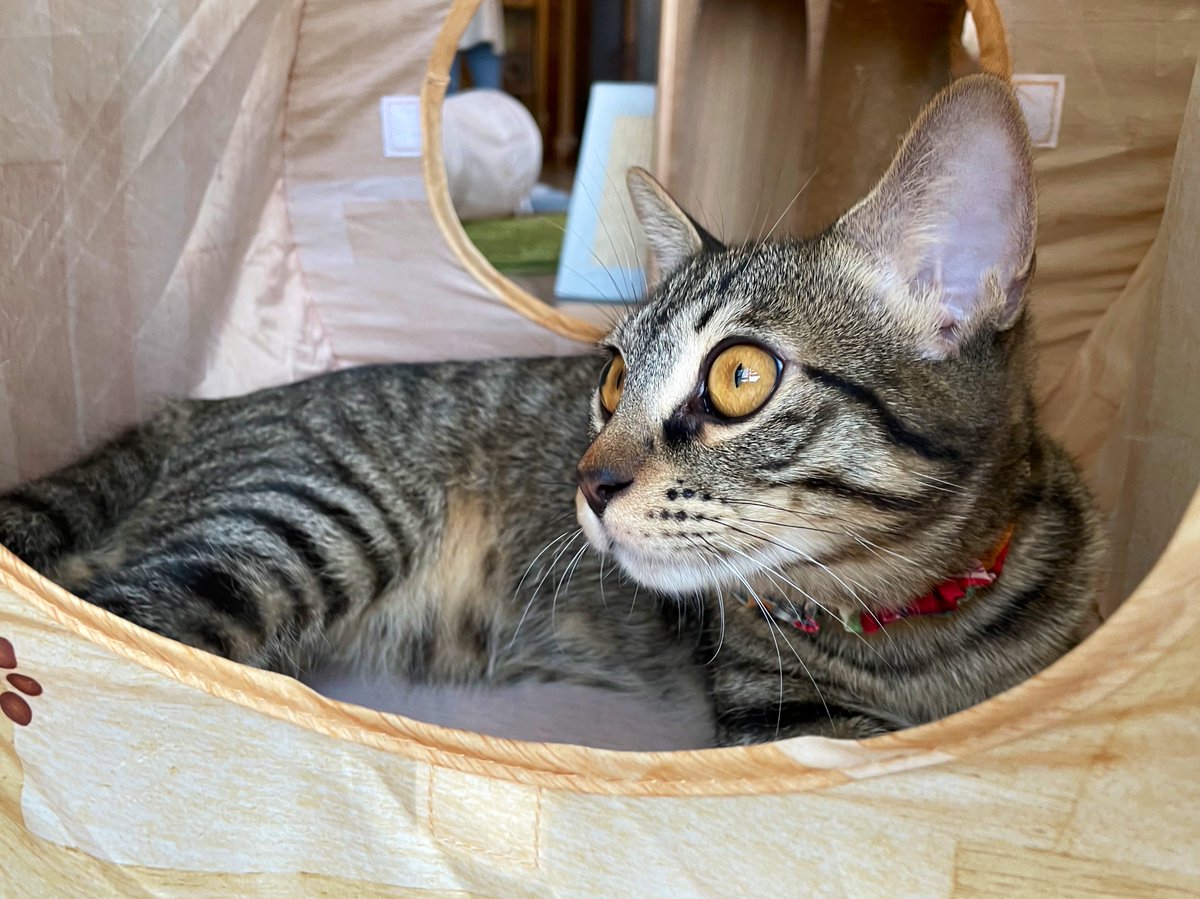 けあねこ(=^・^=) キョウコ🐾 on X