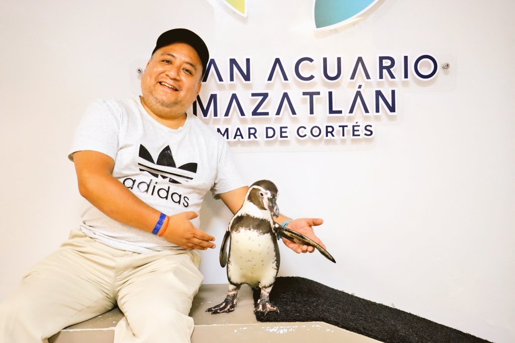 🐧 ¡El es Kiwi, mi nuevo amigo pingüino en Mazatlán! 😉 

<a href="/VisitaMazatlan/">Visita Mazatlán</a> <a href="/GranAcuarioMzt/">Gran Acuario Mazatlán</a>