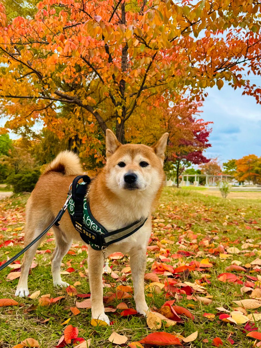 よしページ きむよしと柴犬はる on X