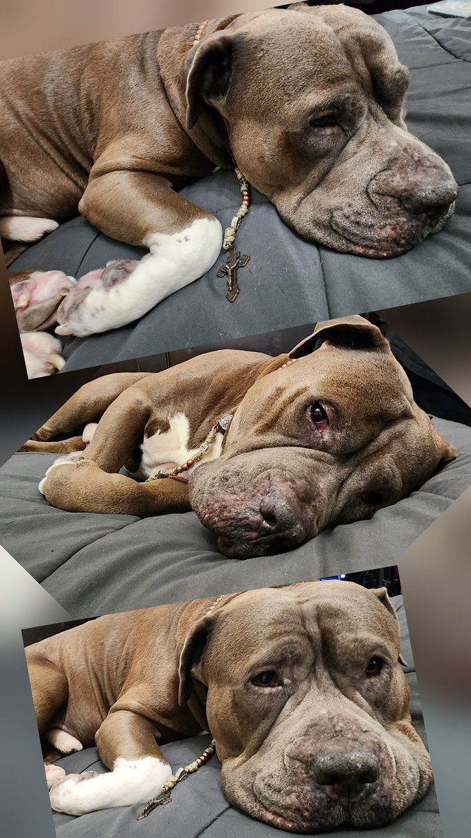 Baloowiththebr1's tweet image. Me doesn&apos;t think alot of friends sees my post anymore. This makes me sad. But if you do see it will you send me a 👋 back💙