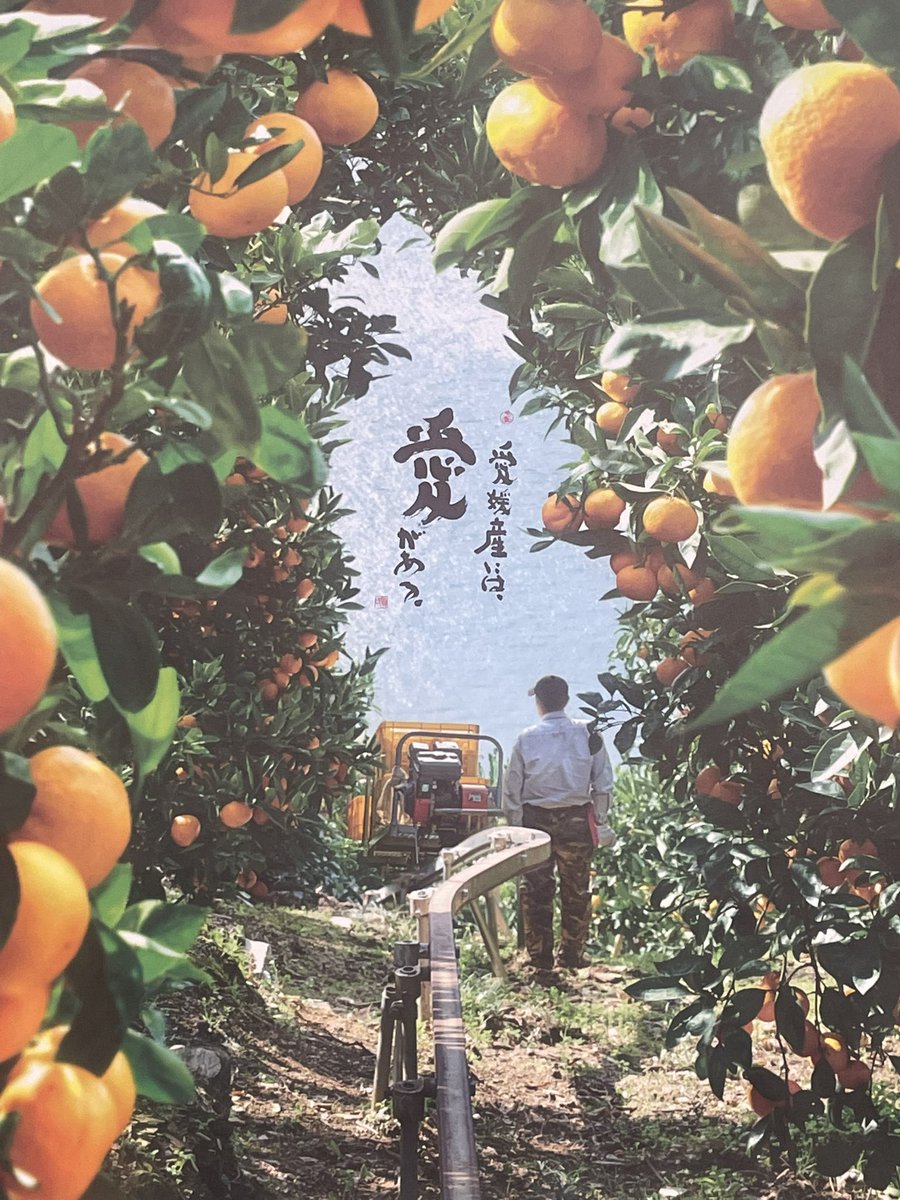 みかんページ① d9a3c1301147eec8e0111b733753f0