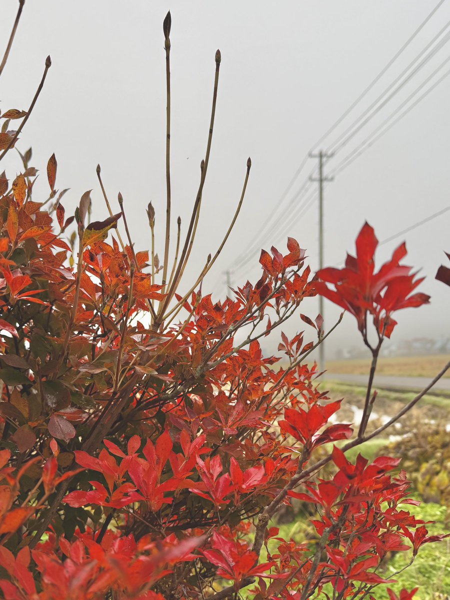 Bamboo_Tiger's tweet photo. おはようございます。小坂町は気温現在4℃濃霧で何も見えません！目の前の草花でも少し霞んでいる感じ… ライトを点けていない白い車はかなり近くに来ないと判らない程… 事故に気を付けて出勤！ ＃秋田県 #紅葉の季節 #いまそら https://t.co/fY15blsxV5