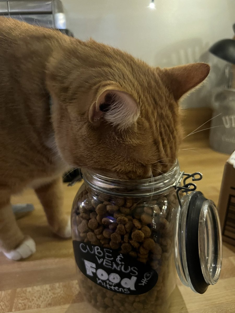 cubedacat's tweet image. 