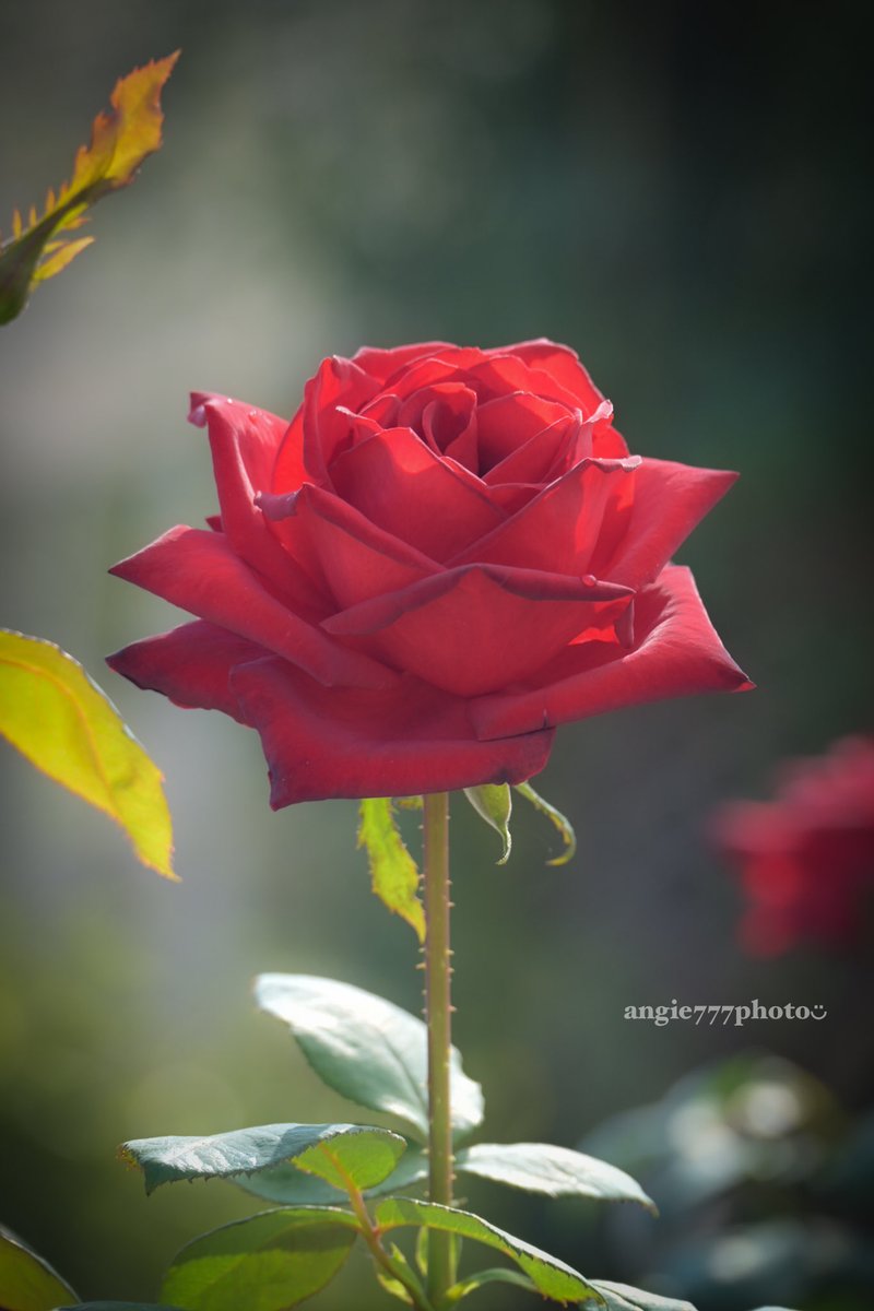 蓮花@プロフも見てくださいページ angie777 on X