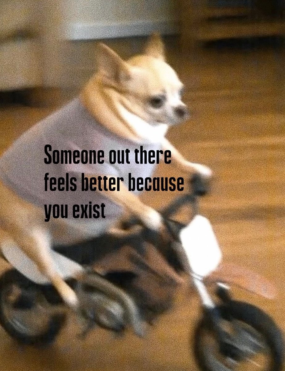 raccoon aesthetic. tweet media