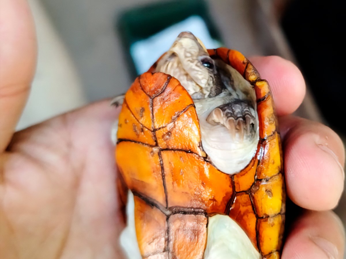 Agradecemos a la familia de Puerto Vallarta que nos avisó que había encontrado una tortuga casquito (Kinosternon vogti); gracias a su reporte pudimos actuar prontamente y resguardar el ejemplar.
La Profepa reconoce a esta familia por informar y entregar el ejemplar, pues con esta
