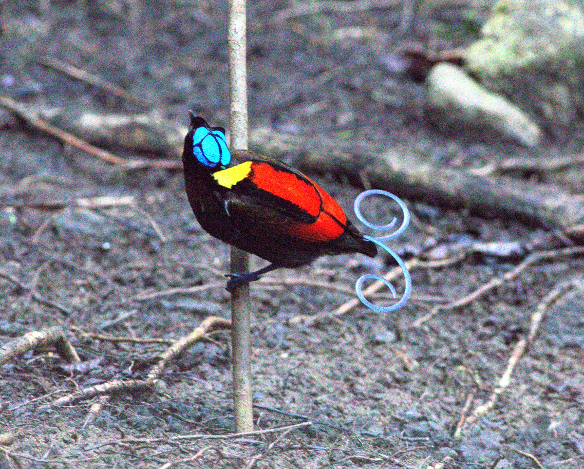 gregrobertsqld's tweet image. Some of the 300 bird species seen duri ng a recent tour I led to West #Papua #birds #birding  cloudbirders.com/tripreport?loc… biak hooded pitta, black sicklebill, vogelkop superb lophorina, wilsons bird of paradise