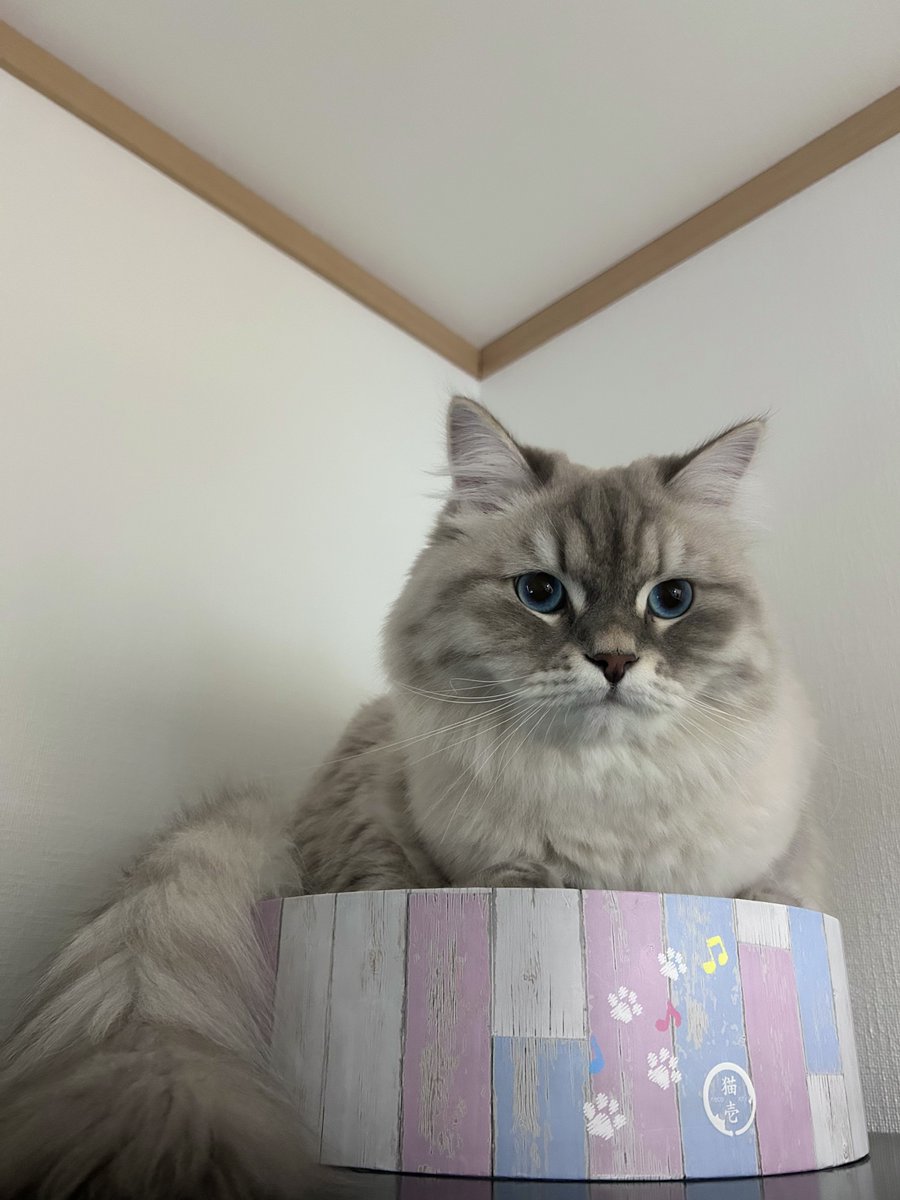 おこめまる🐾/okomemaru🐾 (@okomemaru721) / Posts / X