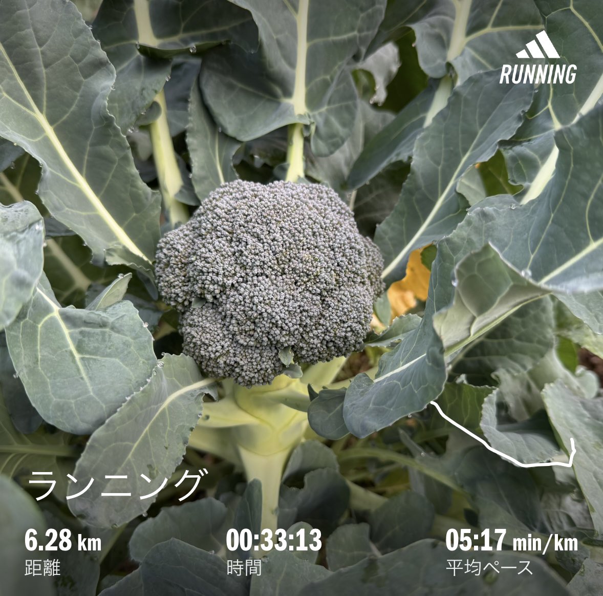 朝ラン
目覚めから起床まで時間がかかってしまいました
準備運動そこそこに走り始めたので 体がガチガチ膝裏がビキビキいってました💦

朝採り🥦︎