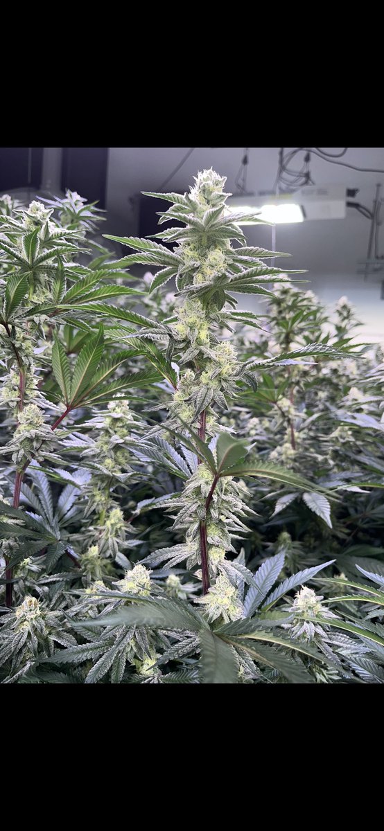 EL CHIVO AKA GLITTERBOMB