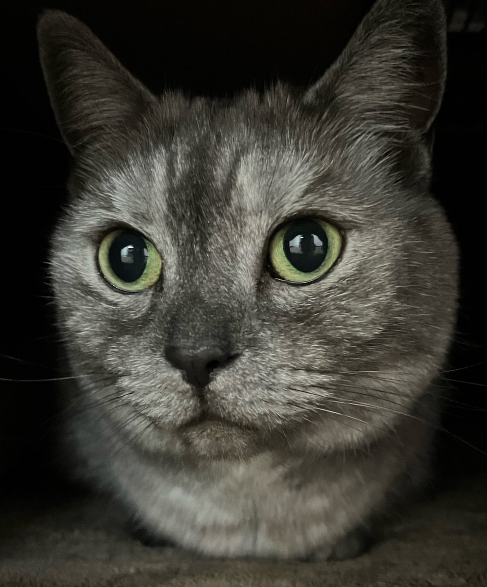 11/6(木)おはようございます

炬燵住人のくっちゃん😺

通勤通学の方気をつけて行ってらっしゃい👋

お返事遅くなります🙇🏻‍♀️

佳い一日をお過ごしください
🐈‍⬛🧡🤎