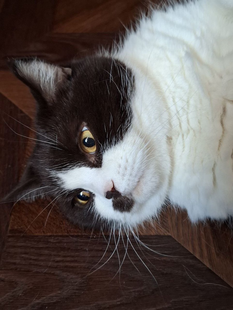 Опиши характер своего кота одним фото: