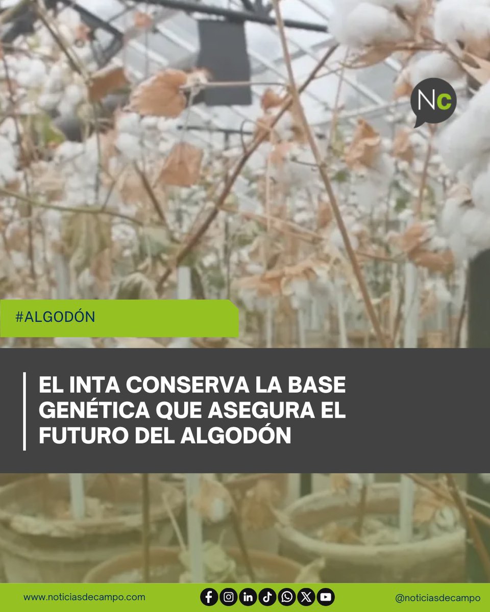 NoticiasdeCampo's tweet image. 👉🏼 🇦🇷 𝗘𝗟 𝗜𝗡𝗧𝗔 𝗖𝗢𝗡𝗦𝗘𝗥𝗩𝗔 𝗟𝗔 𝗕𝗔𝗦𝗘 𝗚𝗘𝗡𝗘𝗧𝗜𝗖𝗔 𝗤𝗨𝗘 𝗔𝗦𝗘𝗚𝗨𝗥𝗔 𝗘𝗟 𝗙𝗨𝗧𝗨𝗥𝗢 𝗗𝗘𝗟 𝗔𝗟𝗚𝗢𝗗𝗢𝗡
noticiasdecampo.com/2025/11/05/el-…
Rresguardan más de 700 materiales y unas 30 variedades que garantizan el futuro del cultivo
👉🏼 #NoticiasDeCampo #Algodón