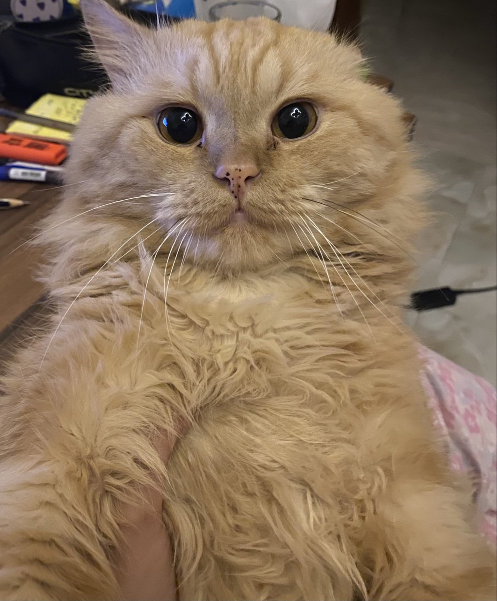 بحب بسبوسي و عيونه mydriatic