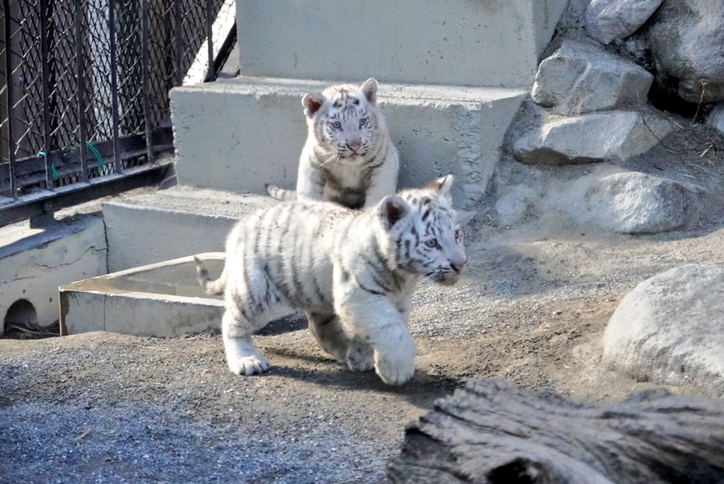 TKIN　　虎　体と手足と尻尾 木登好雄 on X