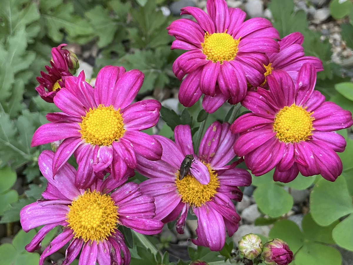 じゅんちゃん (@aubuju) / Posts / X