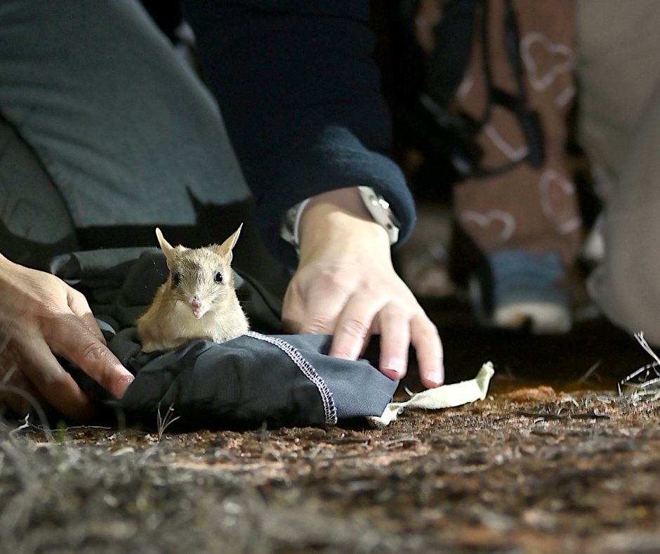 awconservancy's tweet image. Once wiped out in NSW by cats and foxes, the Shark Bay Bandicoot has returned to NSW after 150 years. 20 individuals were released at Mallee Cliffs as part of the AWC–NPWS partnership 👉 bit.ly/AWC-SBB-MC