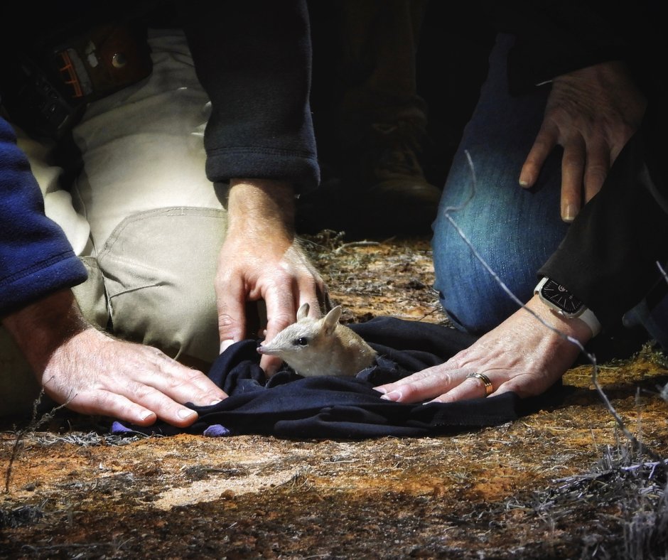 awconservancy's tweet image. Once wiped out in NSW by cats and foxes, the Shark Bay Bandicoot has returned to NSW after 150 years. 20 individuals were released at Mallee Cliffs as part of the AWC–NPWS partnership 👉 bit.ly/AWC-SBB-MC
