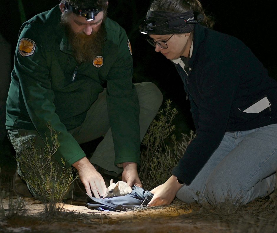 awconservancy's tweet image. Once wiped out in NSW by cats and foxes, the Shark Bay Bandicoot has returned to NSW after 150 years. 20 individuals were released at Mallee Cliffs as part of the AWC–NPWS partnership 👉 bit.ly/AWC-SBB-MC