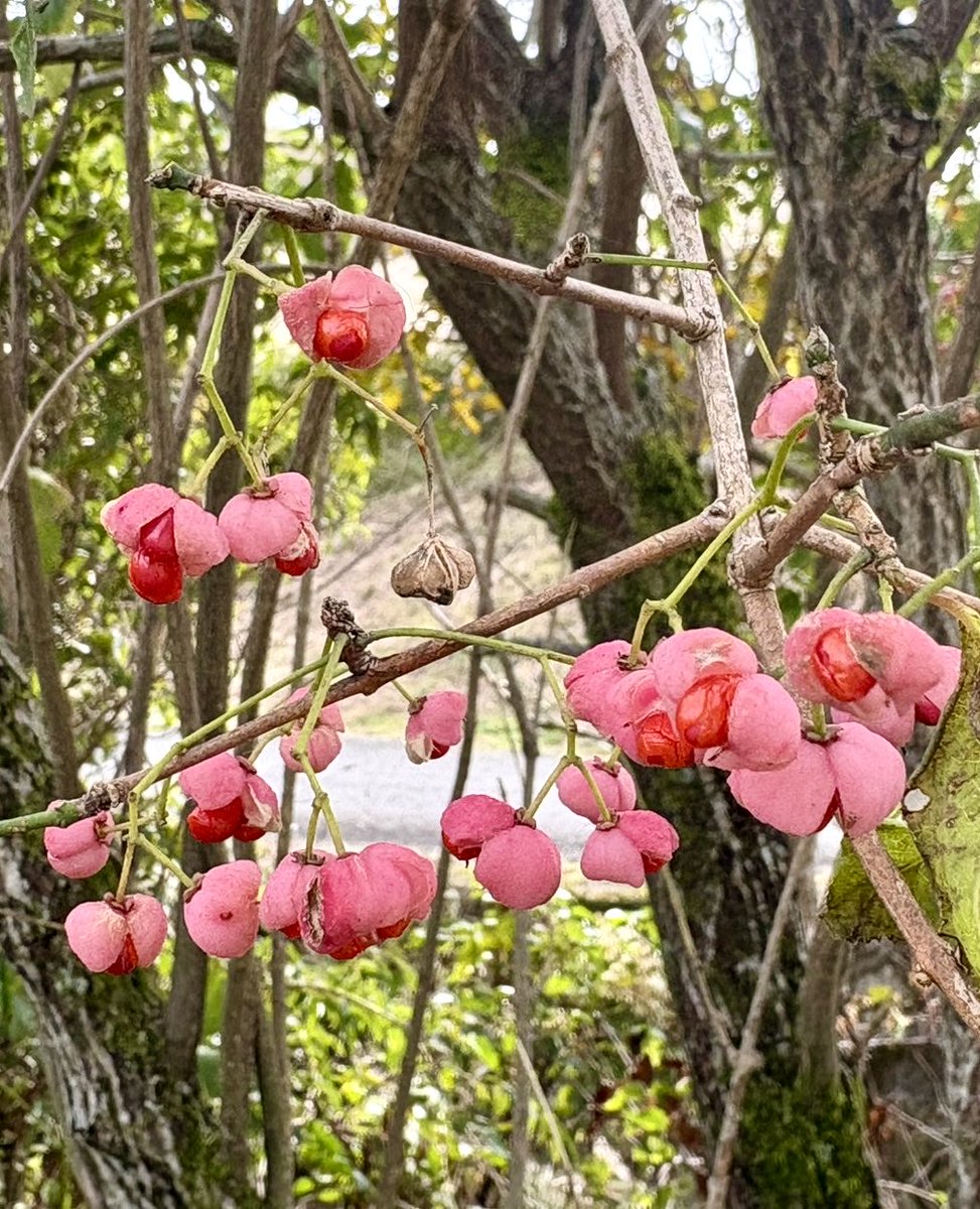 マユミ　実沢山なっています マユミ 実沢山なっています マユミ