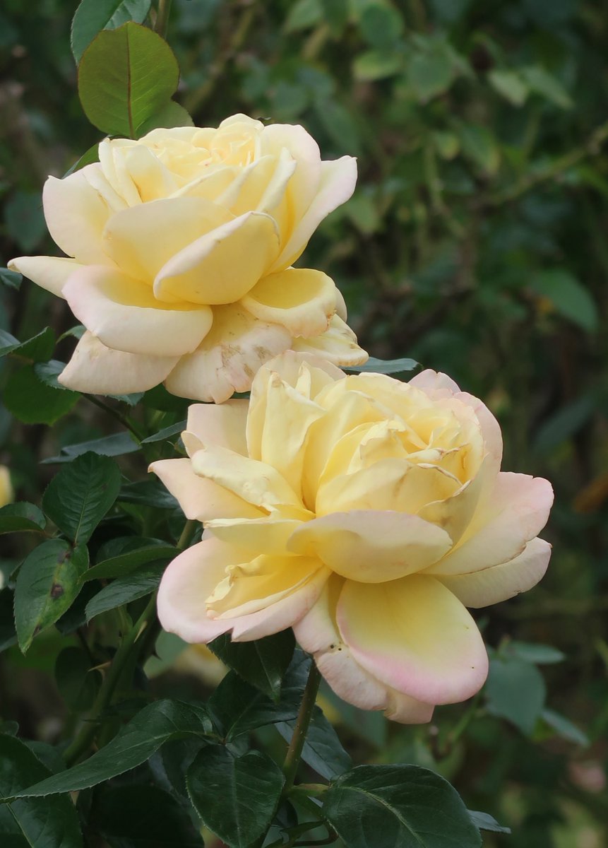 TAKE (花鳥風月 時々Bike) (@monster636ninja) / Posts / X