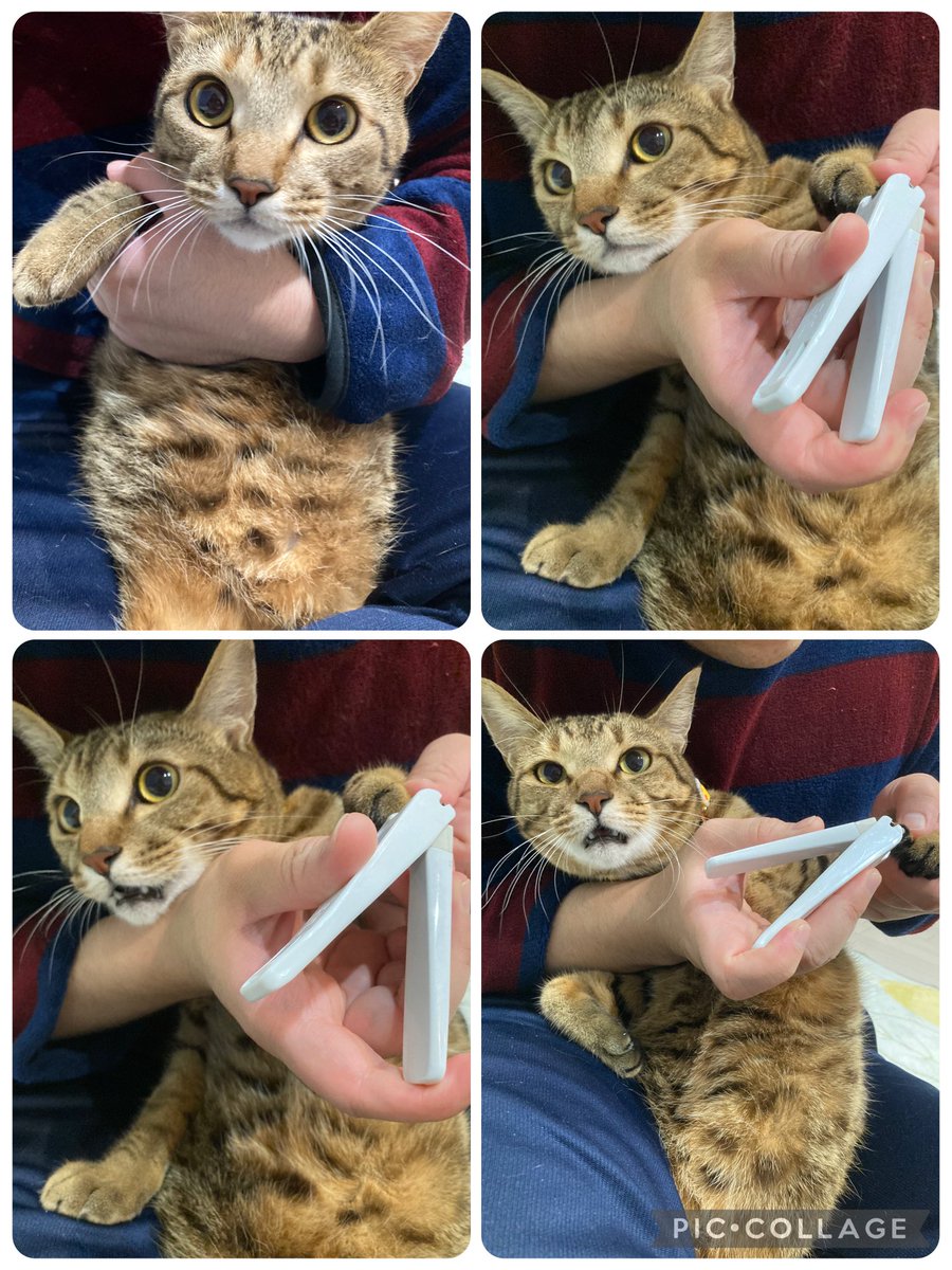 ヨッシー (@AOGSDkw5Qmr1X51) / Posts / X