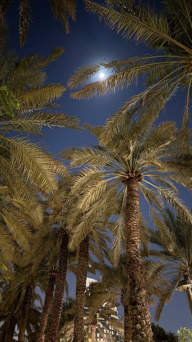 llA11_'s tweet photo. واحه نجد راح تكون التوب بقائمة الأماكن المُفضلة 🌴 https://t.co/CXTN3doD8K