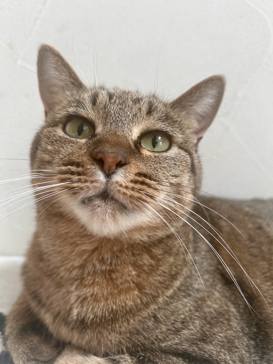 ネコ好きさん ねここ on X