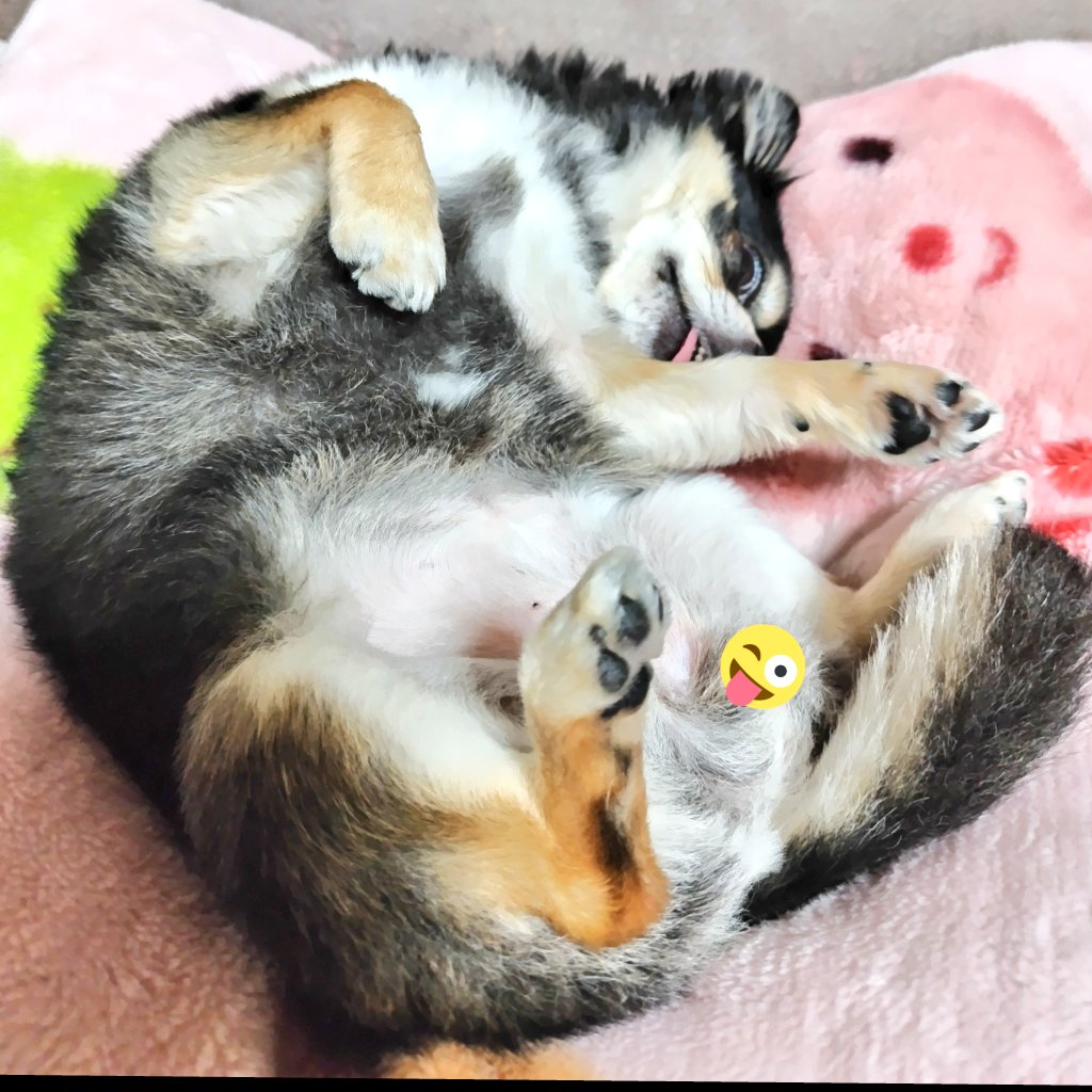 ゆりさま確認ページ♡ ユリ🌎🥜🍰🍟 (@vLS4ix67H5SJnmp) / Posts / X