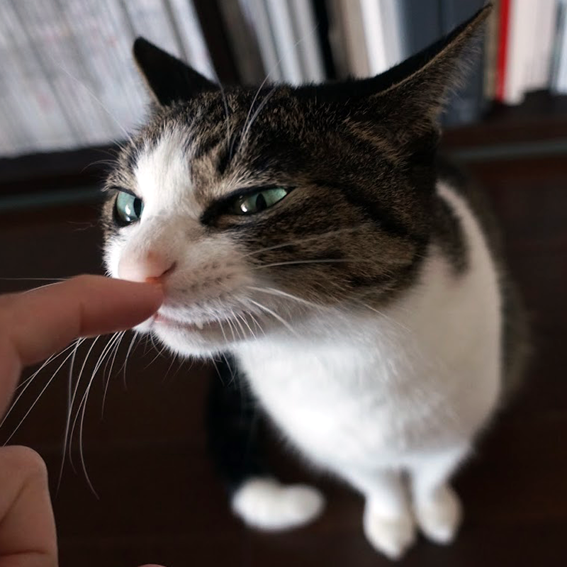 はくとん様❤️おまとめ専用ページです。2/25まで♡ にゃぱねっと♂ on X