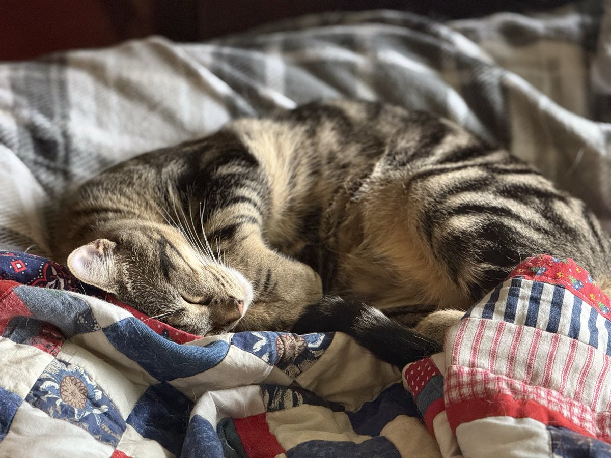 GreybeardDaWise's tweet photo. My kitty Ganon sleep so cute, secretly an agent of chaos

#cat https://t.co/CdtPPVBd2H