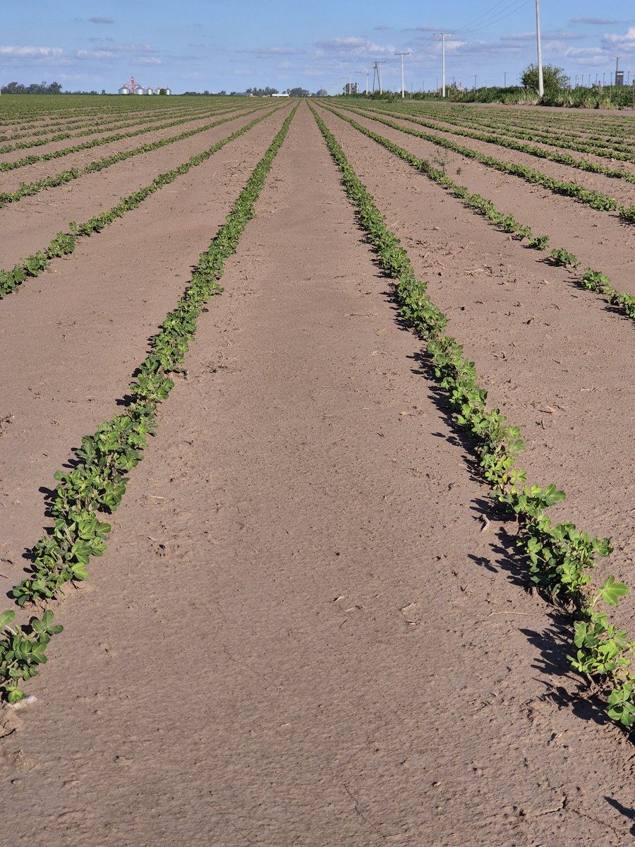 Asem 450 . Monte Maíz Cba. dios quiera el año nos acompañe. Fecha de siembra 11/10/2025.