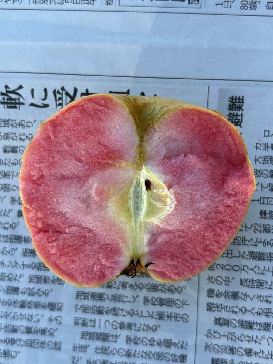 yukyufarm's tweet photo. 今まで成せておいた「なかののきらめき」収穫しまーす。#赤肉果 https://t.co/rdDB6AZJgj