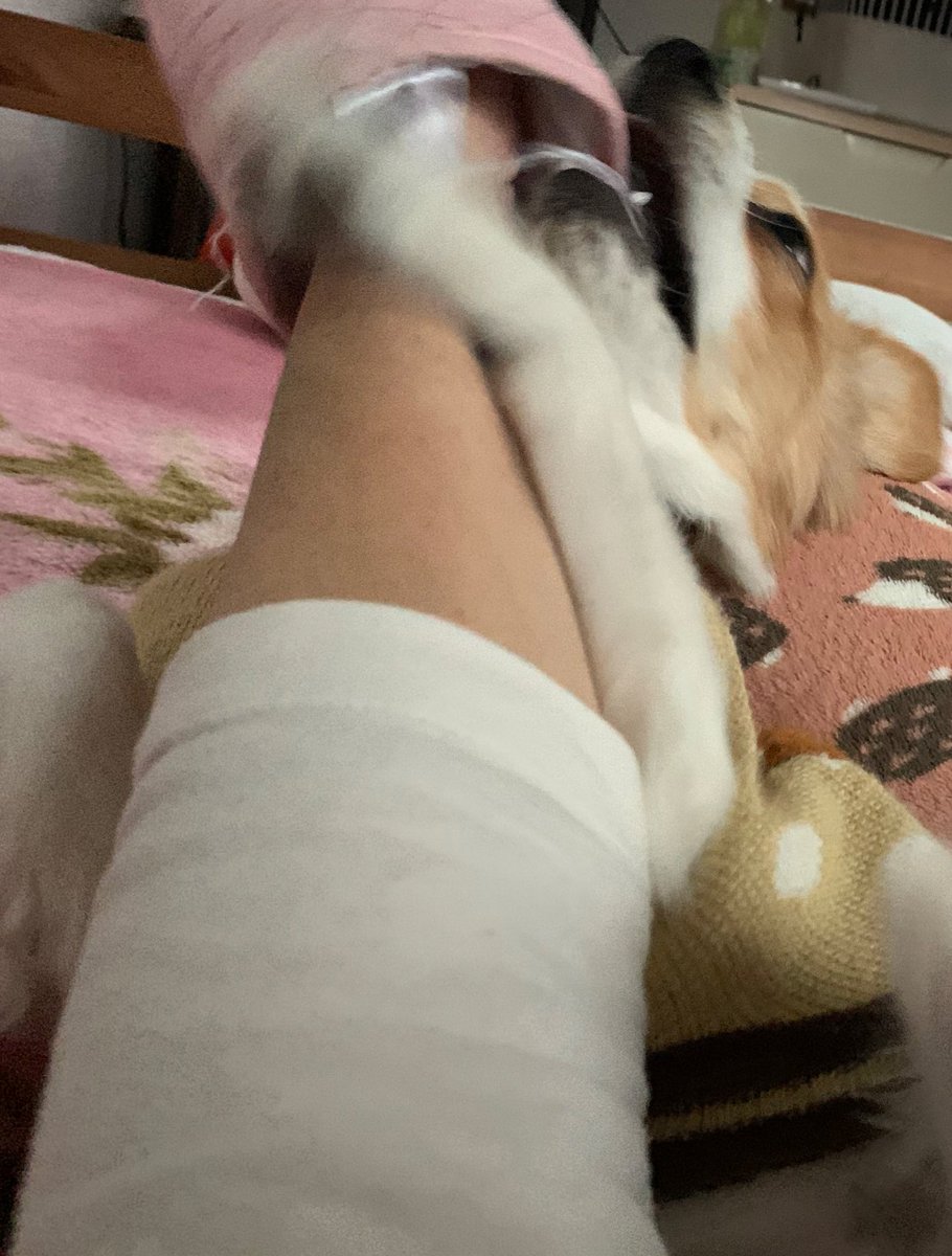 ハンドメイド オーダー受付ページ ♡マシュマロ ココア 犬 パネル