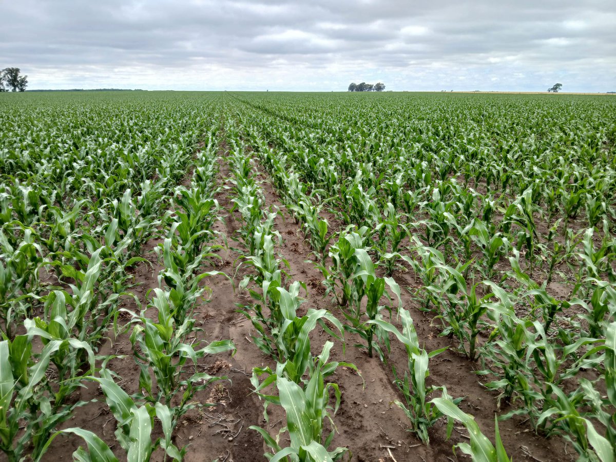 Basf 5747 Vip3 CL. sobre Maní,  Pasco 
 Cba