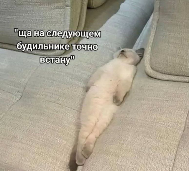 cats, i love cats (@catsilcats) on Twitter photo 