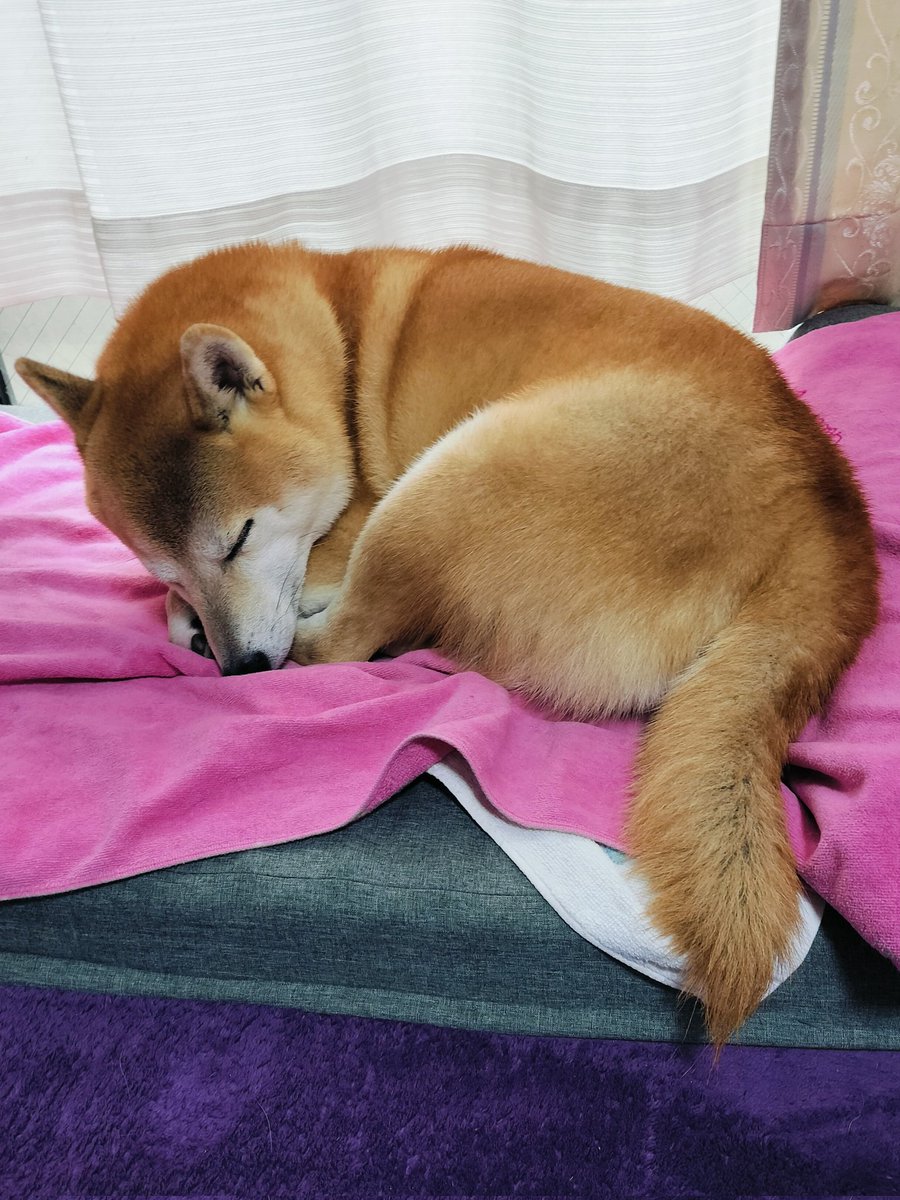 柴犬ムギのおかあしゃん日記 on X