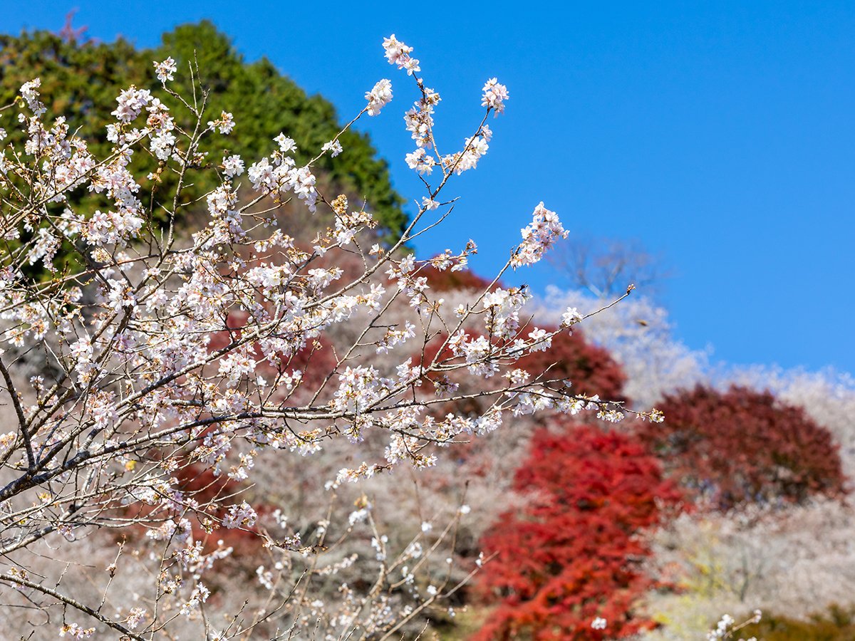 桜様　秋の空　三日月　紅葉　チャーム　　　4点 春の陽気に咲く満開の桜と蝶が舞う朗らかな情景に心躍らせて Canal 4