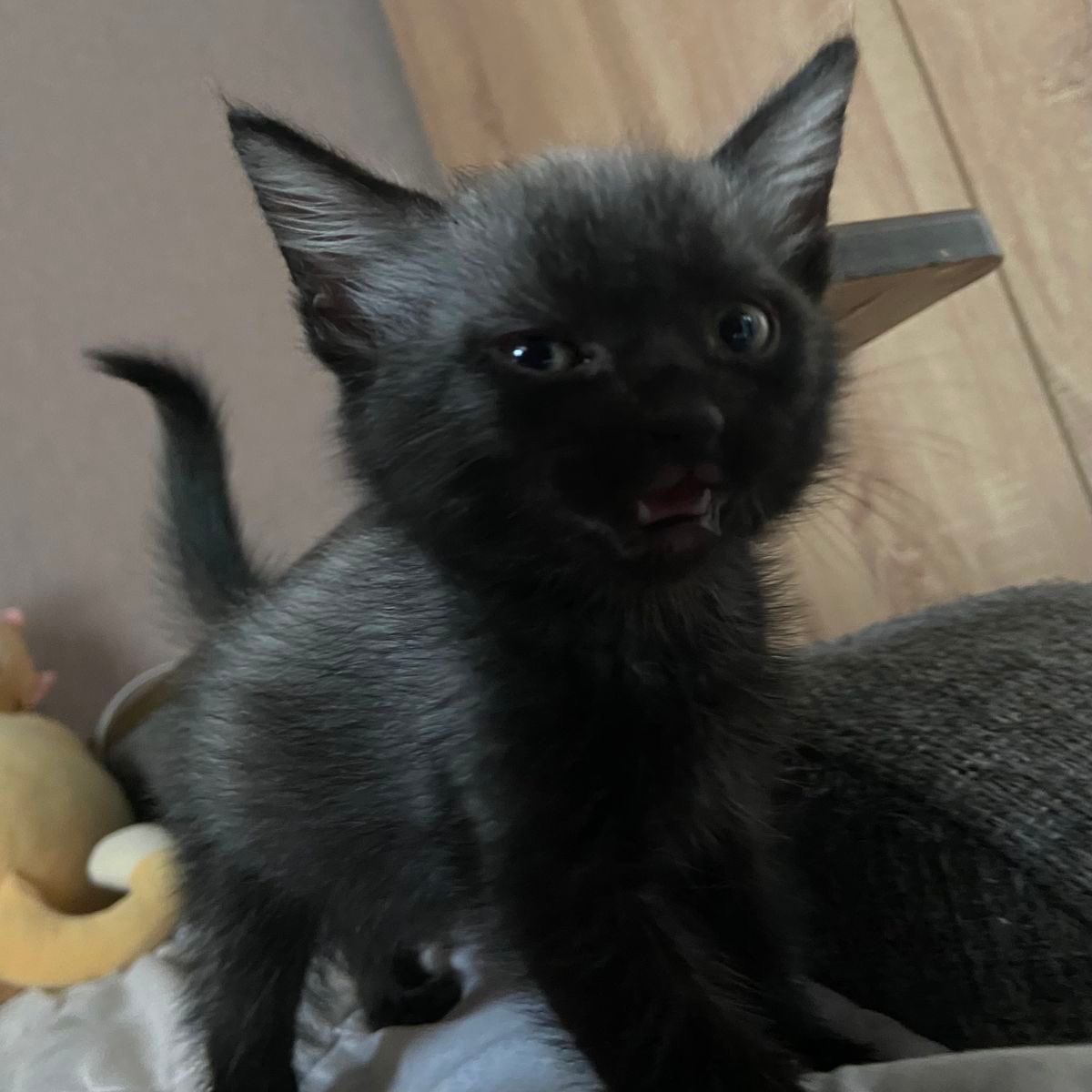 visualscat's tweet image. 