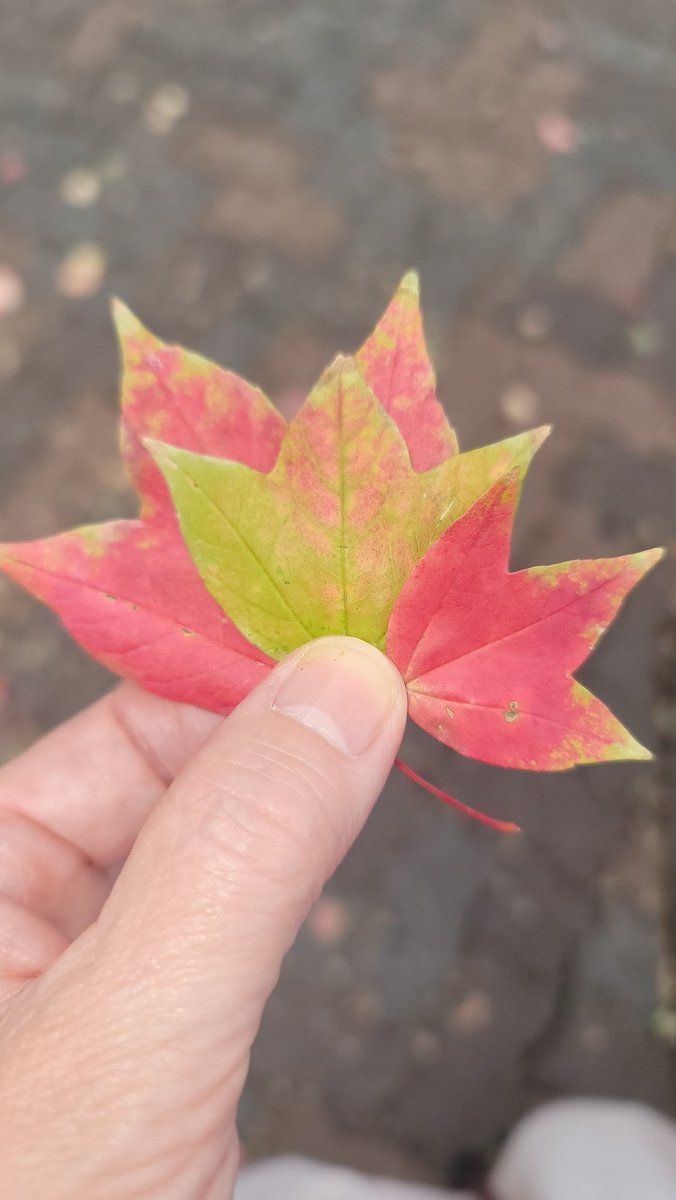 大学病院の帰りに駅前で見つけた小さな秋🍁🍁
京都に帰りたくなります。もう両親ともに亡くなって帰る家はないのですが、お墓参り行きたくなるのは気持ちが落ち着かないからなのかもね。

笑顔の1日を🍀Happy day💗

#小さな秋
#紅葉