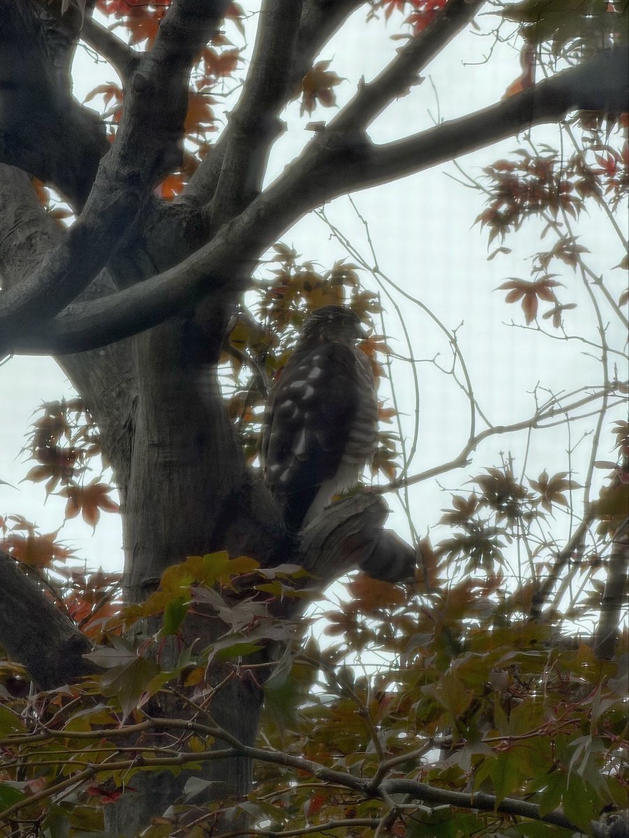 窓の外にトビ…？と思ったらツミだ！