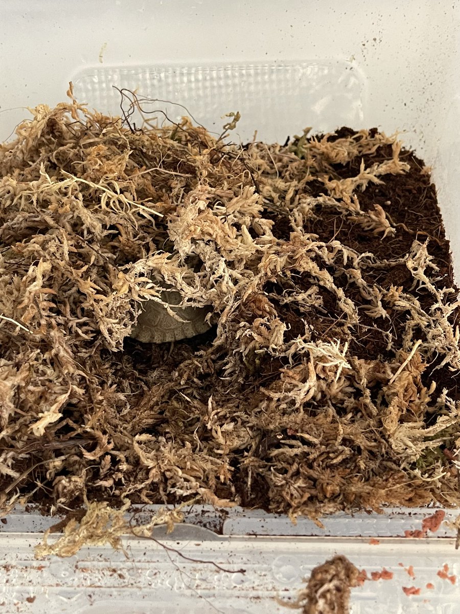 食後のユカタンハコガメ
野生だと巣穴でも作るのかな？
知らんけど