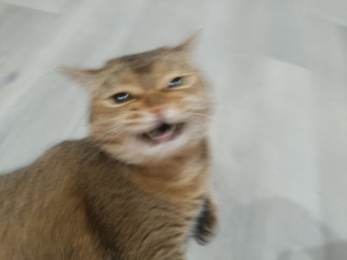 PerekatiP's tweet image. Опиши характер своего кота одним фото: