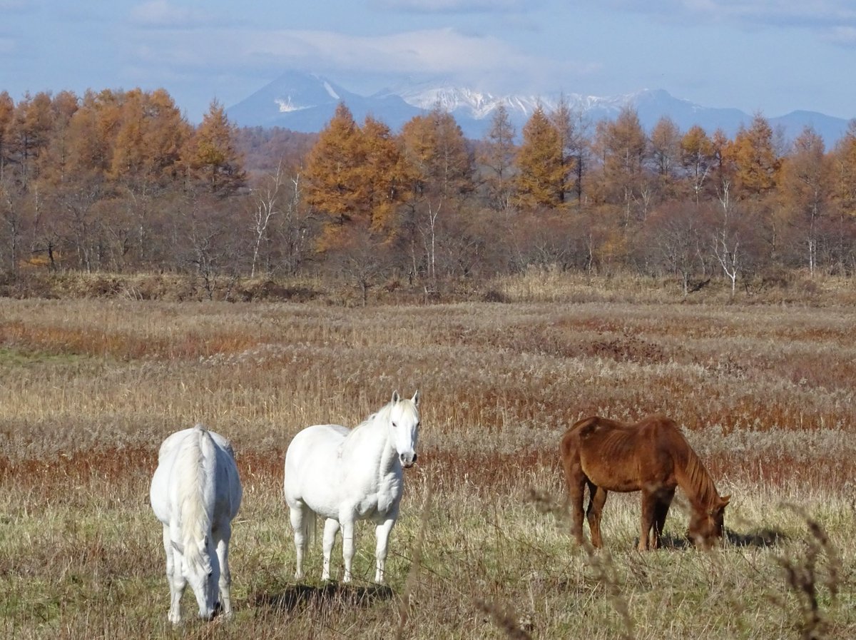 雌阿寒岳も冠雪して雪化粧です。
（サンクチュアリからでなく、村内からの景色です）
＃鶴居・伊藤タンチョウサンクチュアリ