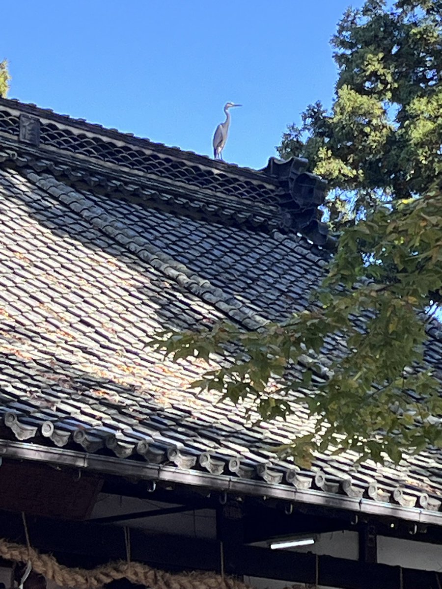 shiratori_jinja's tweet image. 急用のため
11月6日(木)13時より授与所不在となります。
御朱印書置き、ぐるっと上小御朱印めぐりスタンプは拝殿の賽銭箱横にご用意しております。

池の金魚狙うアオサギ😂