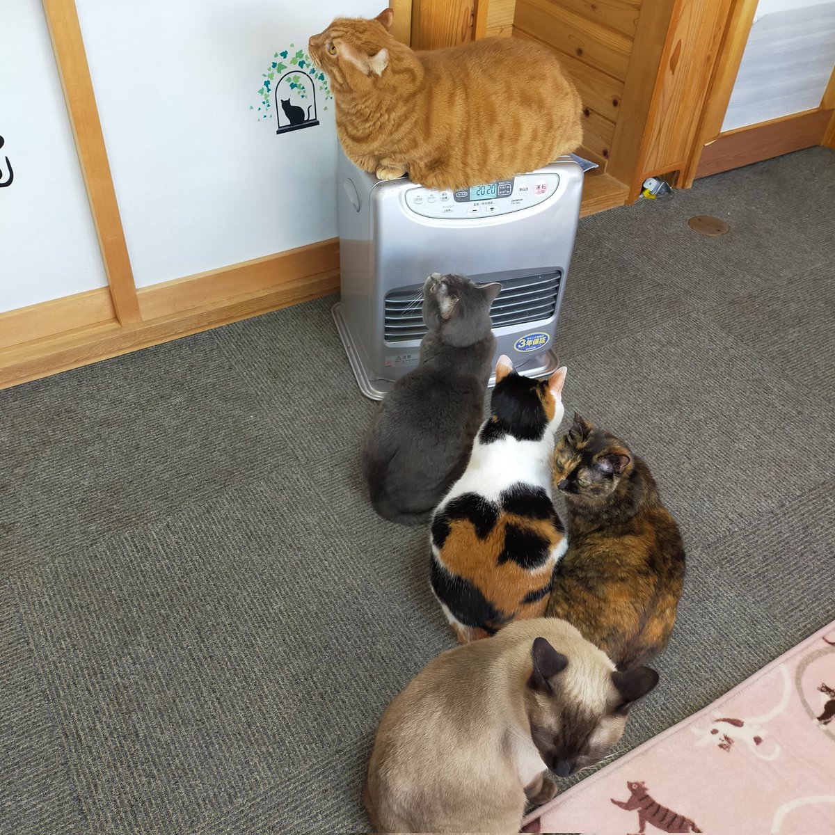 aizu_megoneko's tweet image. 濃霧の朝を迎えた木曜日
#會津めごねこ 営業中です

☀小春日和
穏やかで気持ちがいいですね

昨夜の　
#スーパームーン
雲に隠れて見えませんでした💦

#猫が集合する場所
#11匹のめごい猫に逢いに来てね
#触れ合える猫カフェ
#猫休日
#11月も不定休
#9日は営業
#固定ポスト見てね
#会津 ＃ca