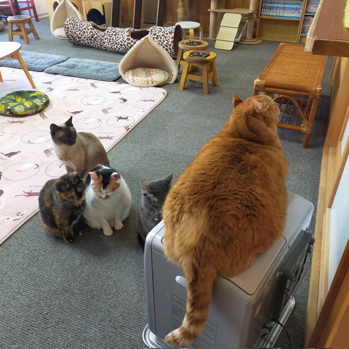 aizu_megoneko's tweet image. 濃霧の朝を迎えた木曜日
#會津めごねこ 営業中です

☀小春日和
穏やかで気持ちがいいですね

昨夜の　
#スーパームーン
雲に隠れて見えませんでした💦

#猫が集合する場所
#11匹のめごい猫に逢いに来てね
#触れ合える猫カフェ
#猫休日
#11月も不定休
#9日は営業
#固定ポスト見てね
#会津 ＃ca
