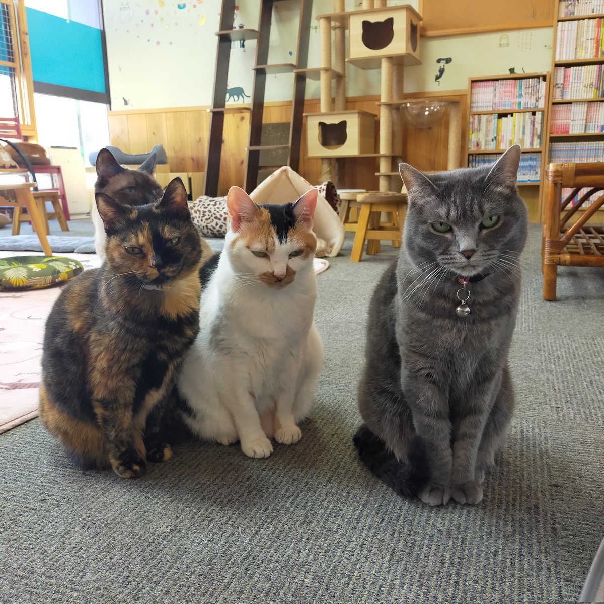 aizu_megoneko's tweet image. 濃霧の朝を迎えた木曜日
#會津めごねこ 営業中です

☀小春日和
穏やかで気持ちがいいですね

昨夜の　
#スーパームーン
雲に隠れて見えませんでした💦

#猫が集合する場所
#11匹のめごい猫に逢いに来てね
#触れ合える猫カフェ
#猫休日
#11月も不定休
#9日は営業
#固定ポスト見てね
#会津 ＃ca