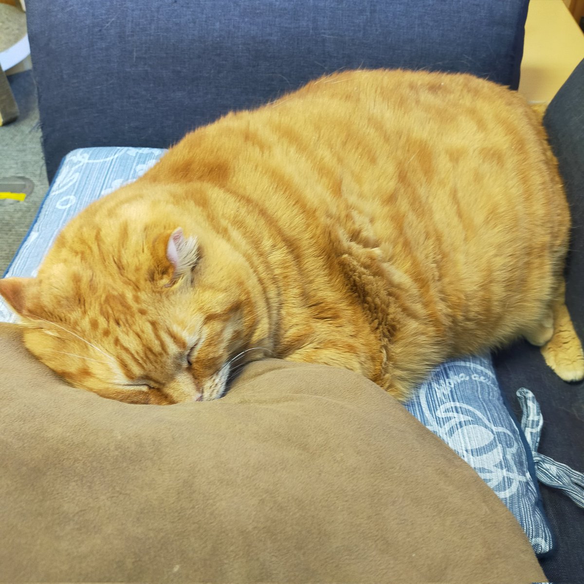 aizu_megoneko's tweet image. 濃霧の朝を迎えた木曜日
#會津めごねこ 営業中です

☀小春日和
穏やかで気持ちがいいですね

昨夜の　
#スーパームーン
雲に隠れて見えませんでした💦

#猫が集合する場所
#11匹のめごい猫に逢いに来てね
#触れ合える猫カフェ
#猫休日
#11月も不定休
#9日は営業
#固定ポスト見てね
#会津 ＃ca