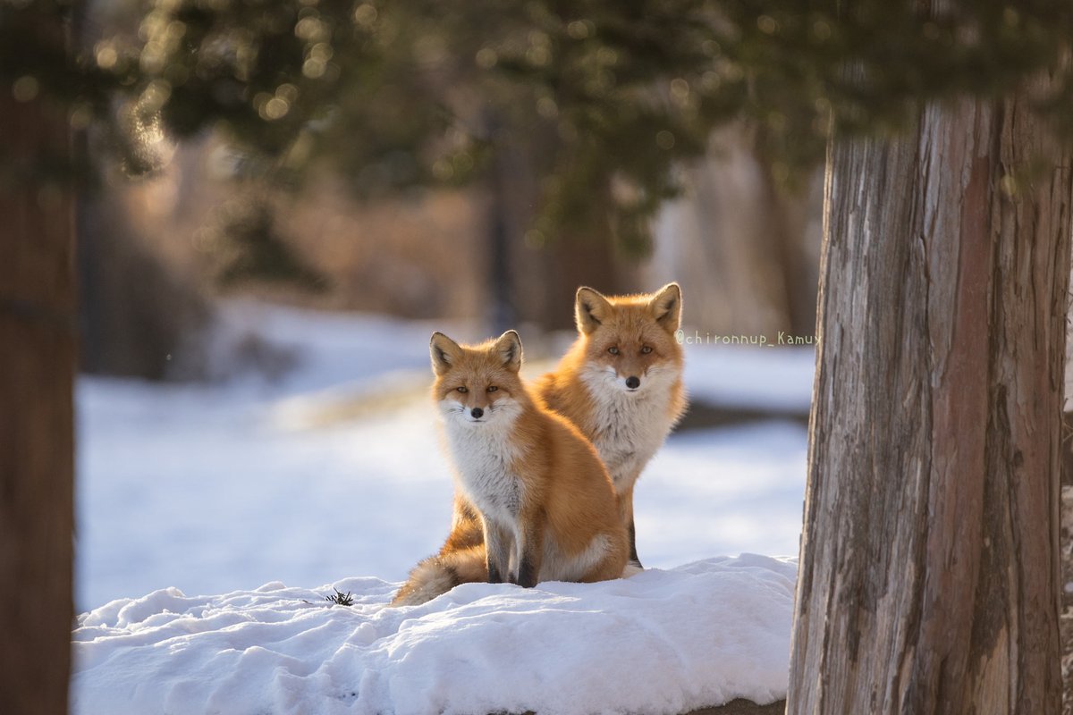 Cheng-Ren🦊🐺 (@chengren21) / Posts / X